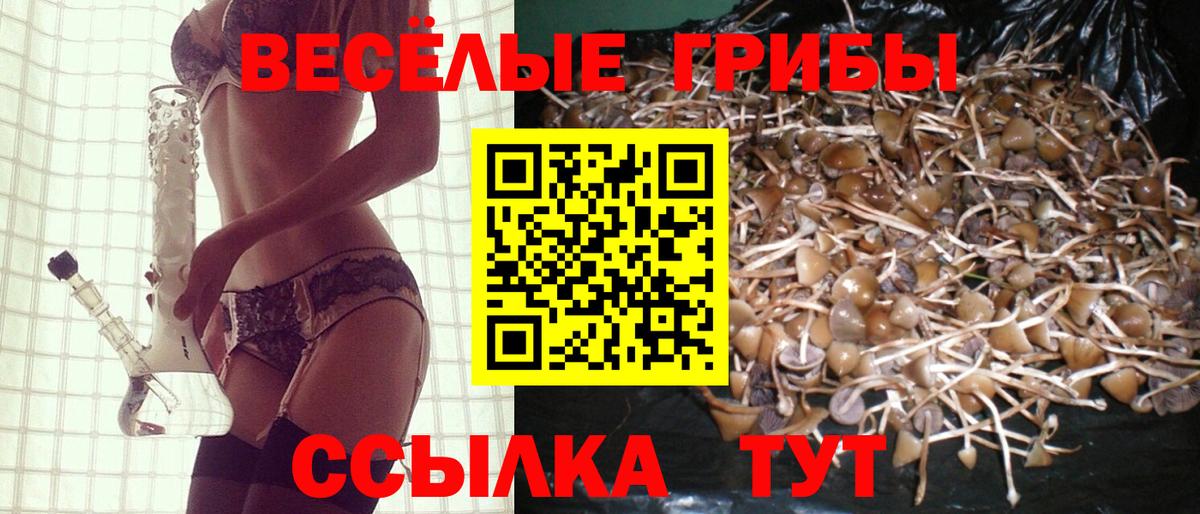 Галлюциногенные грибы Psilocybine cubensis Кингисепп